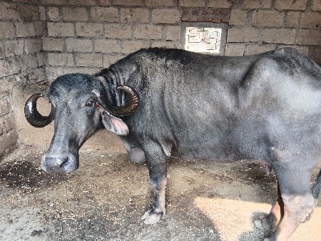 બીજું વેધર ખરેલી વેચવાની છે