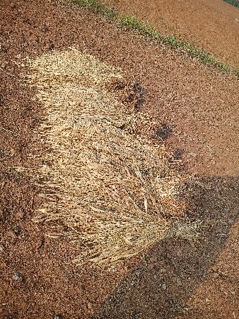 નીરણ વેચવાની છે