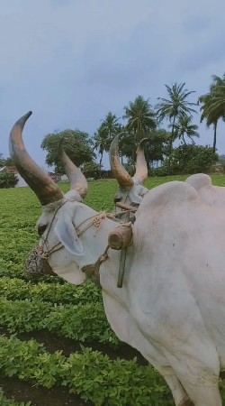 ગોઢલા વેચવાના છે