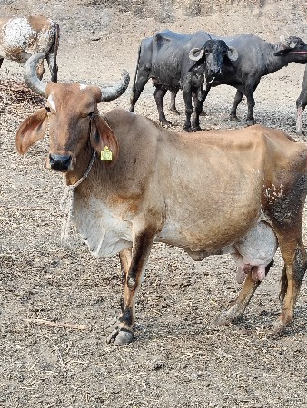 थंबनेल 3