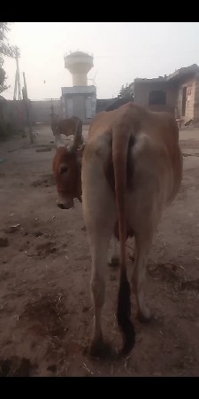 ગાય વેચવાની છે