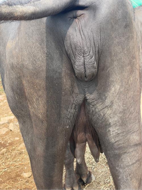 थंबनेल 3