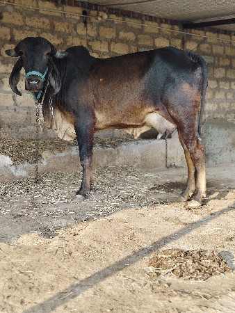 थंबनेल 2