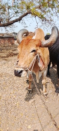 જમણી સે એક સે