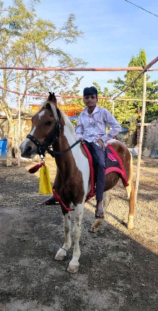 આ ઘોડી વેચવાની છે