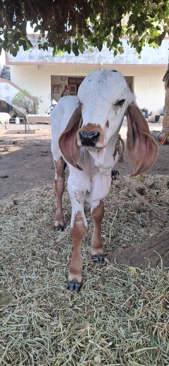 વાછડો ધણખુટમાં આપવાનો છે