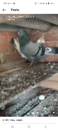 કબુતર નો જોટો