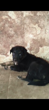 જર્મન શેફર્ડ વેચવાનું છે ફિમેલ છે