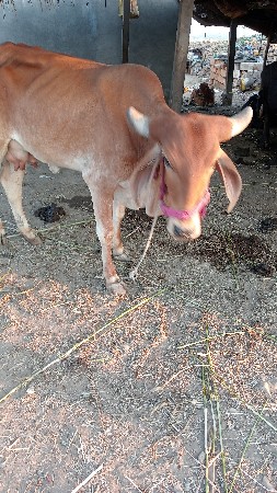 15000 કીમત લેવાનીછે