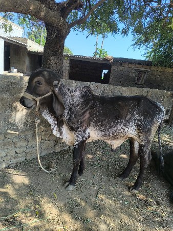 lildo gir Bull apavano