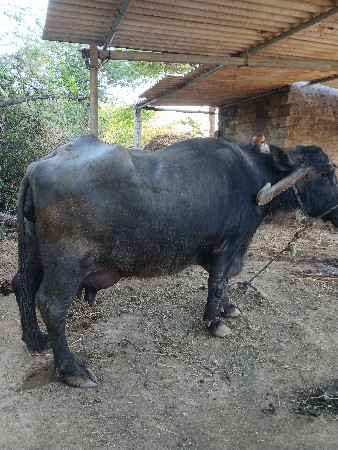 थंबनेल 2