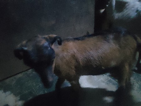 બકરી વેચાણ માટે