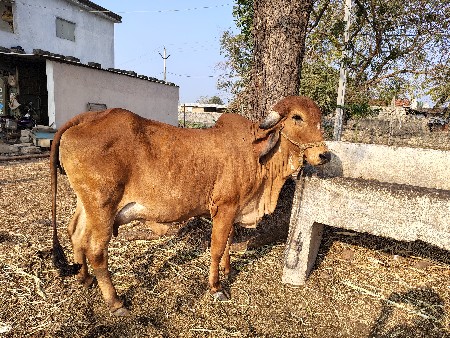 ગાય વેચવાની છે