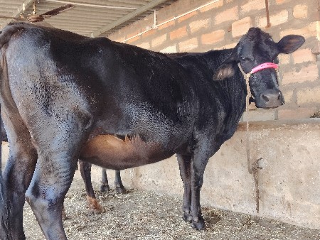 ક્રોસ ગાય વેચવાની