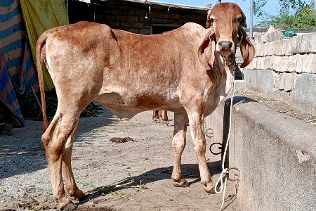 16 મહિનાની છે