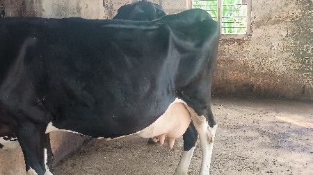 એચ. એફ. ગાય વેચવાની છે