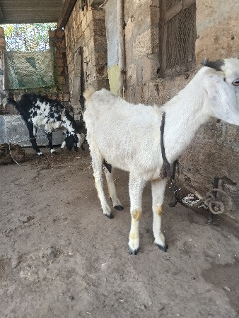 બે બકરી વેચવાની છે