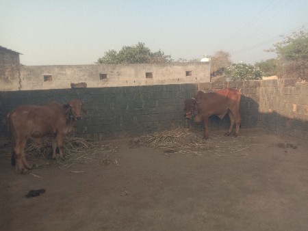 બળદ વેચવાના છે