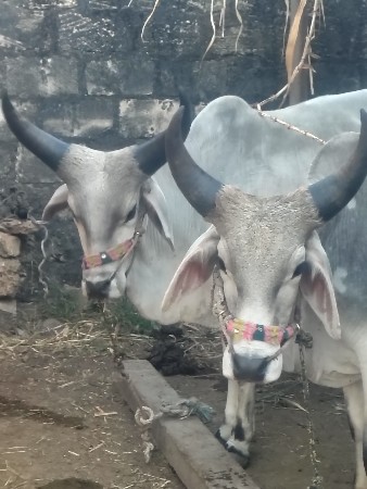 ગોઢલા વેચવા ના છે