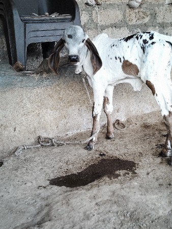 ગીર કાળી હોડકી વેચવાની છે