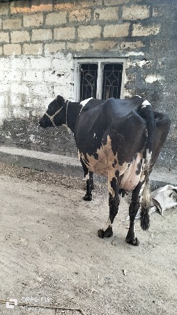 थंबनेल 4