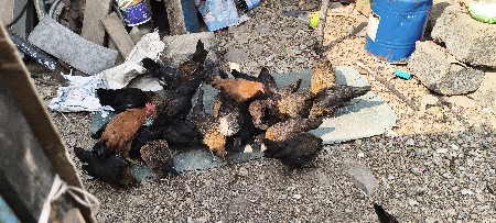 દેશી મૂરઘી