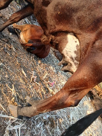 थंबनेल 2