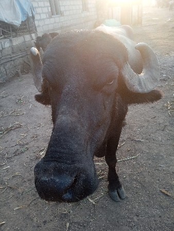 थंबनेल 2