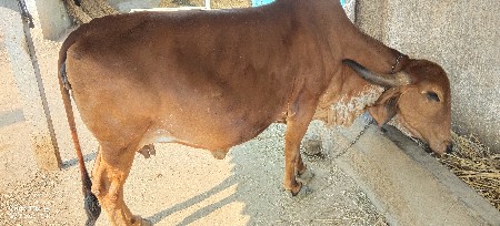 થંબનેલ 3