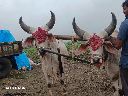 थंबनेल 2