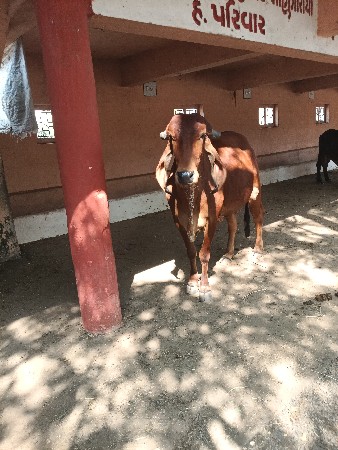 ગીર હોડકી વેચવાની છે સાવ સોજી