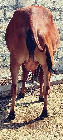 પેલા વેતર ની ઓડકી આપવા ની સે