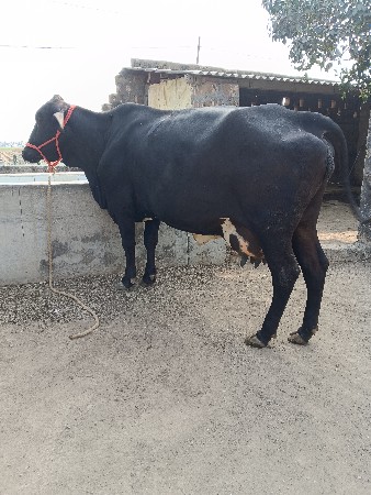 थंबनेल 2