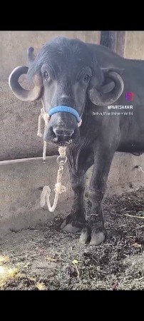 બેખડીયૂ. ઊચાઈ. લબાઈ. ફૂલ