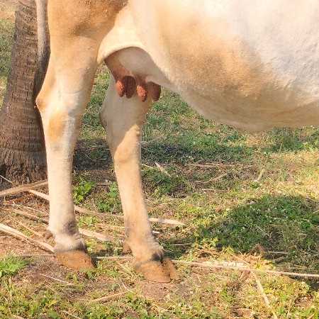 વેચવાની