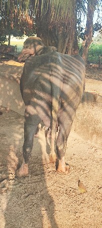 પ્રવીણ કેસર પિઠીયા ગામ નગીચાણા