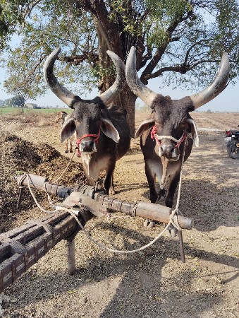 બળદ વેચવાના છે