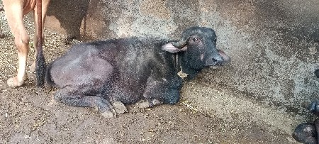 थंबनेल 2