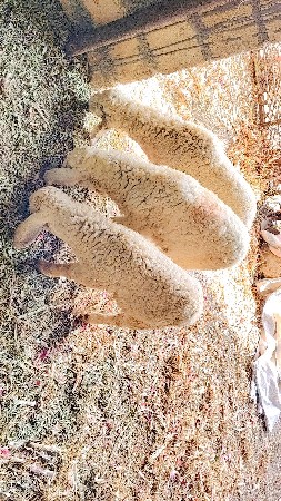 ઘેટા વેચવાના છે 3