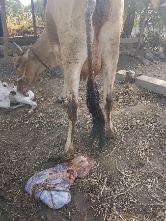 थंबनेल 3