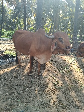 ગોઢલા વેચવાના છે