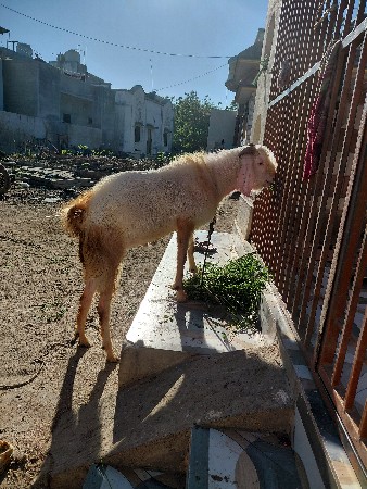 थंबनेल 3