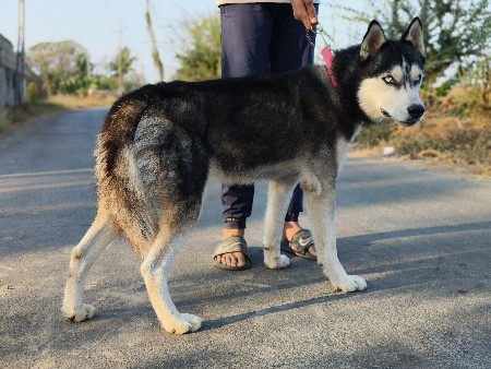 હસ્કી કુતરો બેસવા નો હે
