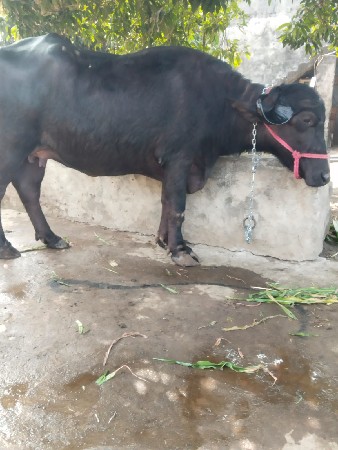 ભેંસ વેચવાની છે