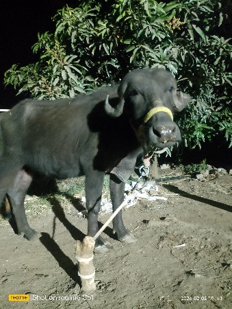 ખડેલી વેચવાની છે