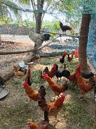 દેશી મૂરઘા અને મૂરઘી વેચવા ના છે