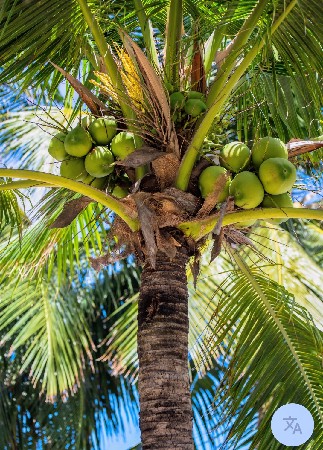 નાળિયેરી નો બગીચો