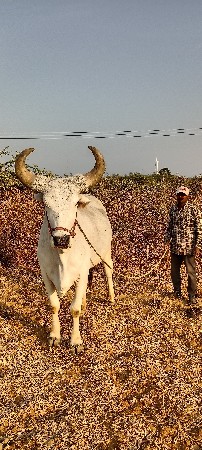 બને ગઢલા એકસરખા છે