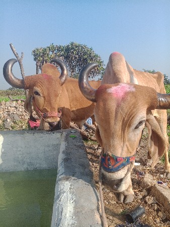 સારા ના લીધે દય દેવા ના શે..