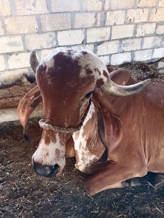 ગીર ગાય વેચવાની છે